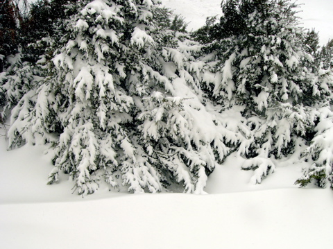 昨日の昼間までは雪なんてなかったのに・・・